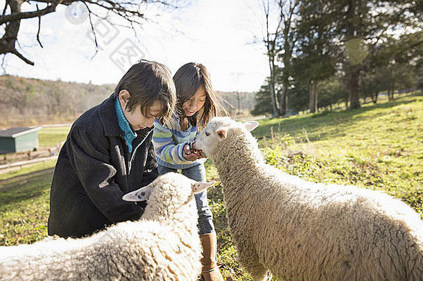 两个孩子在围场里的动物保护区喂养两只羊