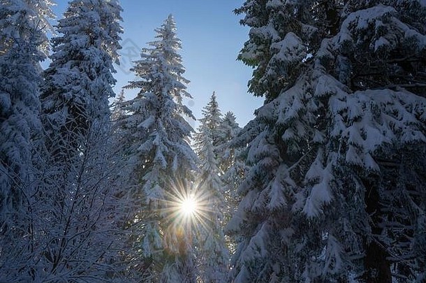 保加利亚维托沙山美丽的阳光和松树