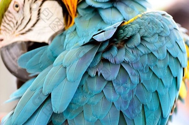 蓝色和黄色的金刚鹦鹉排列着它的彩色羽毛