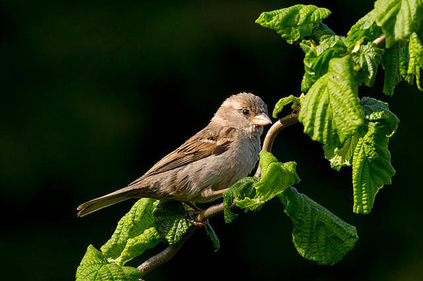 家麻雀栖息在英国威尔士的一个花园里