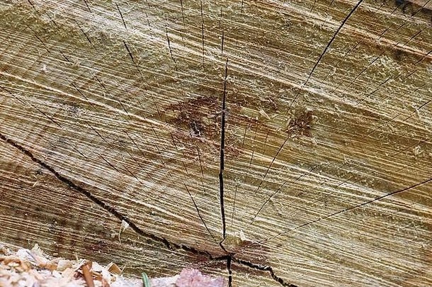 近距离观察新鲜锯木。木质表面<strong>年轮</strong>的纹理。