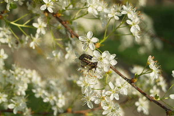 春花上的玫瑰甲虫