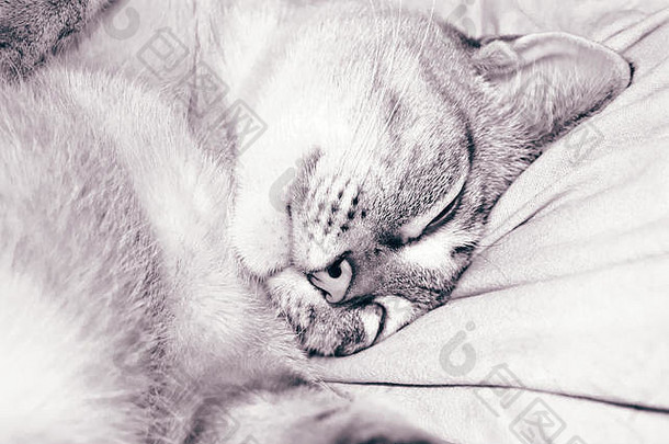 灰色条纹的猫睡在白色的枕头上。闭合。