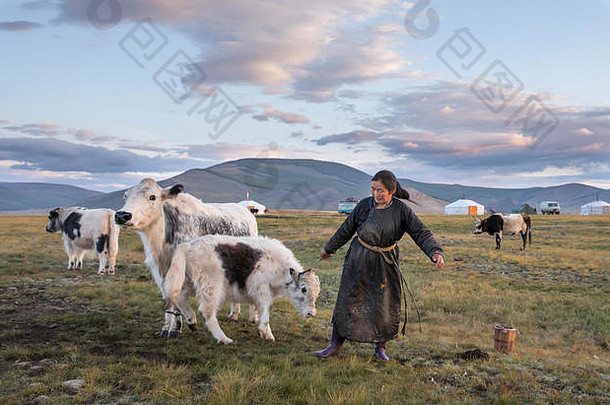 挤<strong>奶</strong>的蒙古游牧妇女