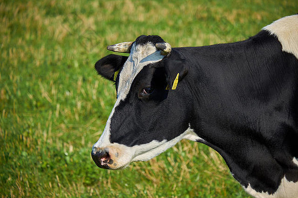 美丽的黑白相间的奶牛在夏日绿色的草地上吃草。特写镜头