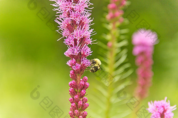 大黄蜂授粉紫色的淡紫色美丽的自然拍摄