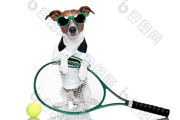 带球拍和眼镜的网狗