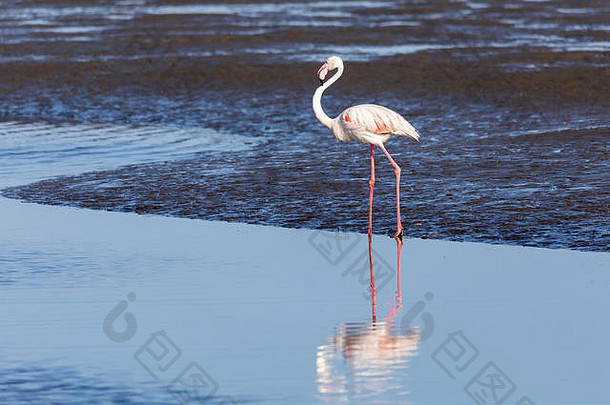 纳米比亚沃尔维斯湾保护区浅水区的玫瑰色火烈鸟，野生动物园。火烈鸟剪影在水中反射