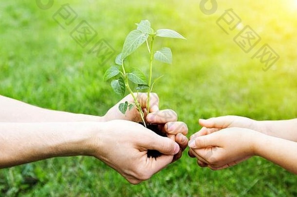一个男人的手在一个自然的绿色背景上给孩子一株幼嫩的植物。父权与环境概念。