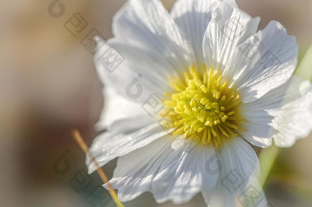 花自然背景美丽的野生花白色花瓣黄色的中期特写镜头模糊背景