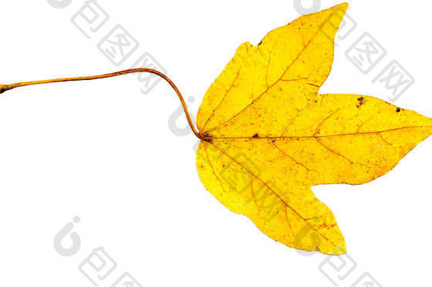 在高分辨率的白色背景上隔离的秋天枯萎无花果树叶子的特写照片