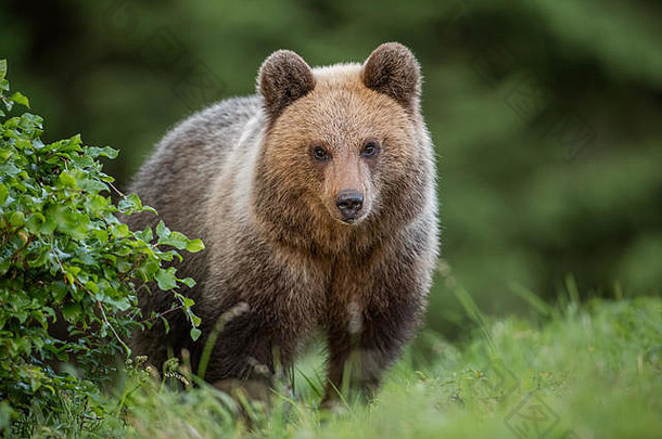 毛茸茸的小棕熊，夏天的熊。可爱的<strong>野生</strong>动物盯着摄像机。<strong>野生动植物</strong>景观来自大自然。