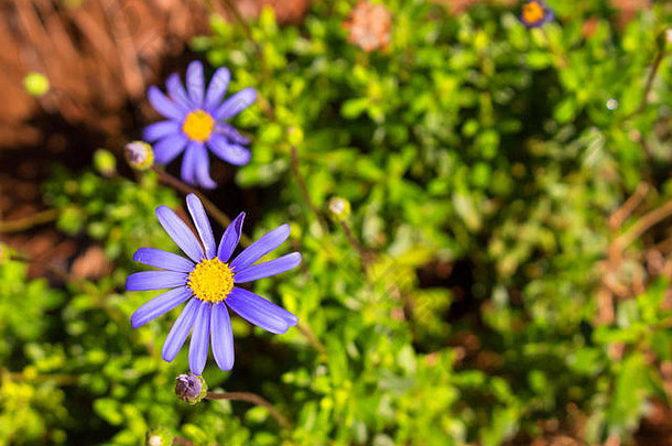 花美丽的蓝色花朵。春天的植物。