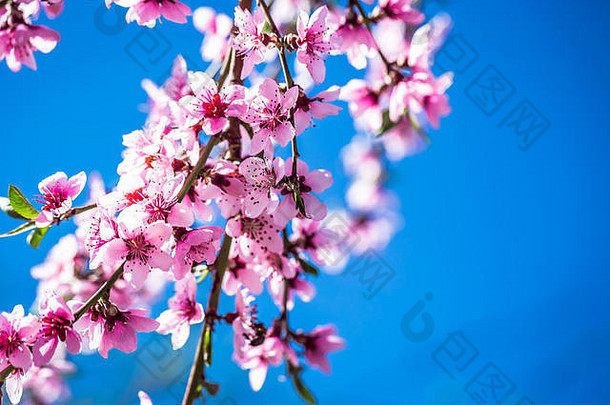 美丽的盛开的桃子树春天阳光明媚的一天软焦点自然模糊