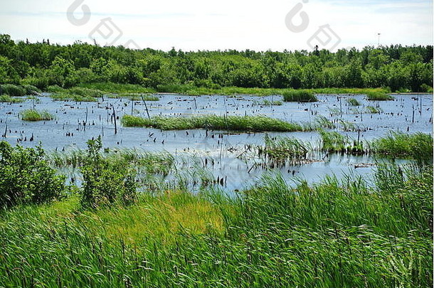 加拿大新不伦瑞克省一个阳光明媚的日子里，16号公路旁的一片蓝绿色沼泽。