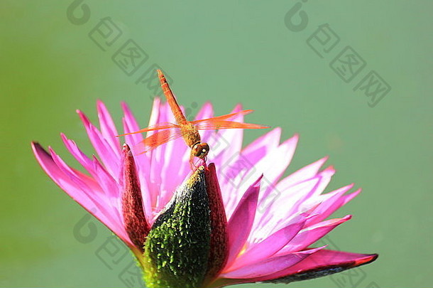 花园里粉红色睡莲上的蜻蜓特写