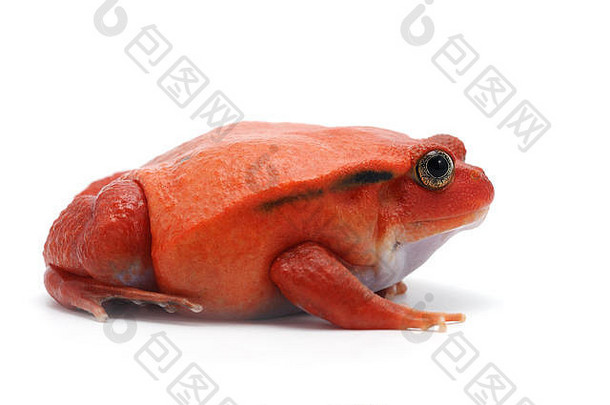 白底红番茄蛙