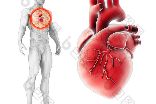 心脏的3D插图-人体器官的一部分。