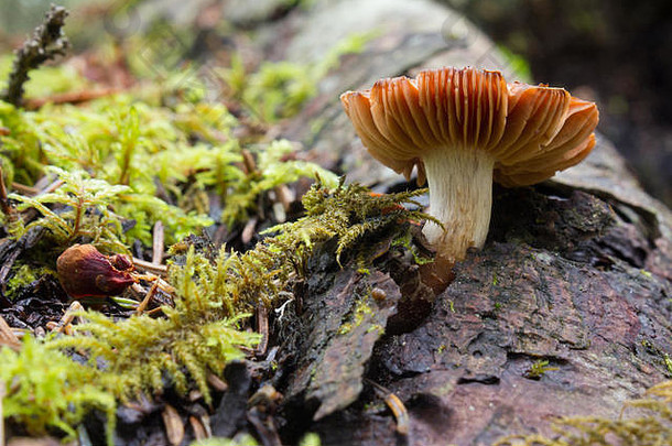 阿尔伯塔山麓的一种褐色有鳃蘑菇。