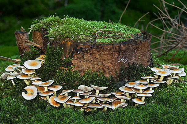 蘑菇在松树腐烂的树干周围围成一圈生长，树干和土壤都长满了苔藓