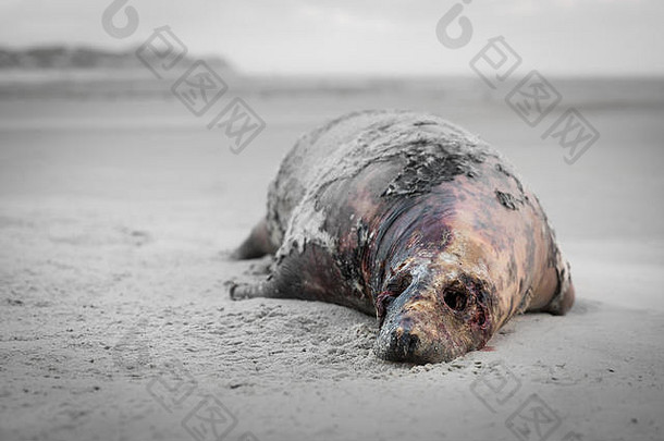 荷兰海滩上的死海豹，白天在灰色的风景中，表达了凡人的生命，生命的终结是忧郁和凄凉的