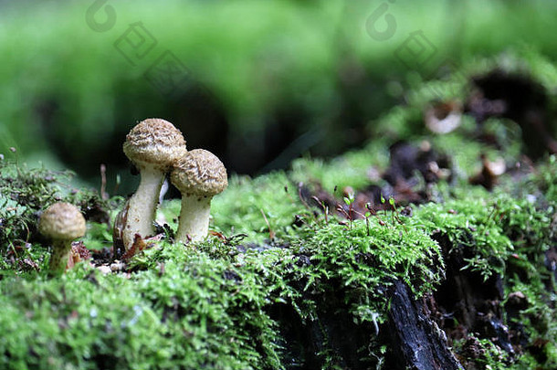 蘑菇和绿色苔藓生长在森林中干燥的老树桩上。风景如画的大自然