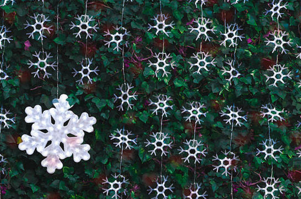 雪花在花园的绿色植物墙上形成了照明。圣诞装饰和背景，编辑文本的空白空间。