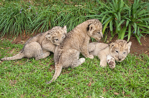 狮子婴儿玩公园南非洲