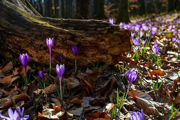 森林里树桩下的紫色藏红花。美丽的春天自然风光。