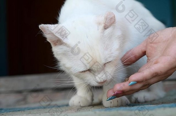 特写喂食纯正可爱的白猫小猫。猫低下头去闻和吃猫食。一只手用勺子喂食，另一只手拿着一些猫
