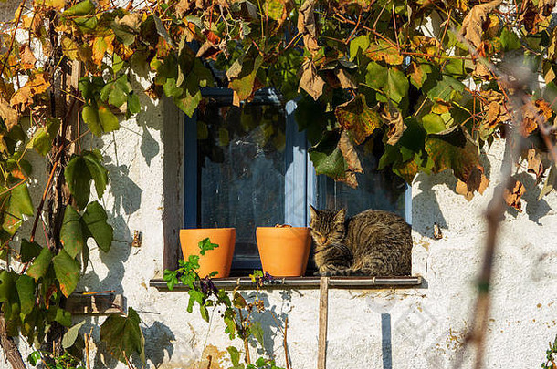 一只家猫坐在两个花盆旁边，花盆放在一间用白石灰清洗过的小屋的窗台上，蓝色的窗户被藤蔓装饰着秋天的箔纸