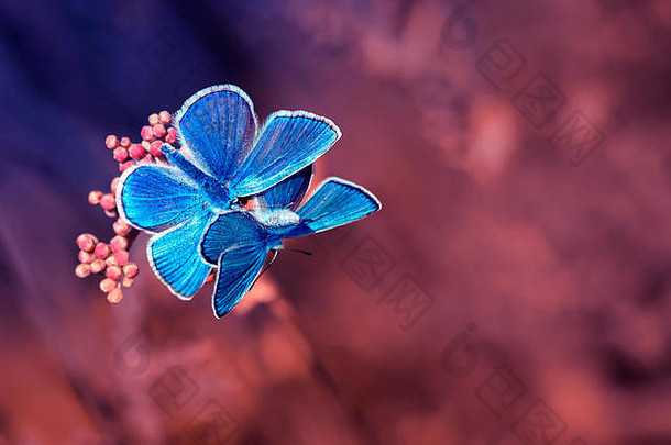蓝色的美丽的蝴蝶坐花明亮的夏天阳光明媚的草地
