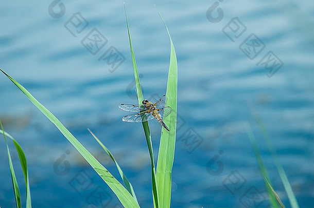 四只斑点追逐蜻蜓在水面附近的草地上休息