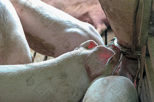 猪乳头抽头喂料系统。集中饲养的猪，<strong>分批</strong>圈养，从饲养员和饮用水中进食。养猪业。