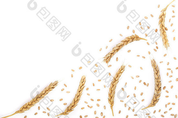麦粒和麦穗在白色背景上分离，并留有文本的拷贝空间。俯视图