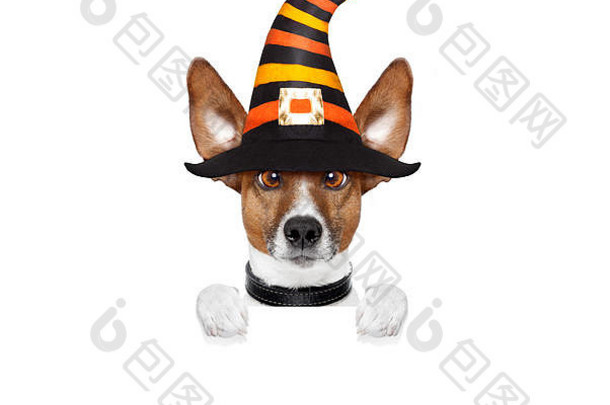 万圣节魔鬼杰克·拉塞尔（jack russell）的狗既害怕又害怕，手里拿着一张空白的横幅或标语牌，被隔离在白色背景上，戴着一顶女巫帽