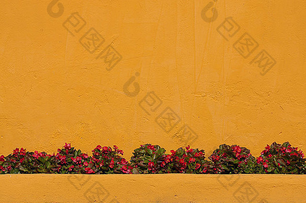 黄色的混凝土墙红色的花前面