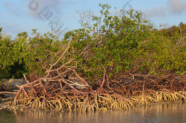 Guardalaca海滩（古巴）的红树林，一个关键栖息地受到不可持续的大规模旅游模式的威胁
