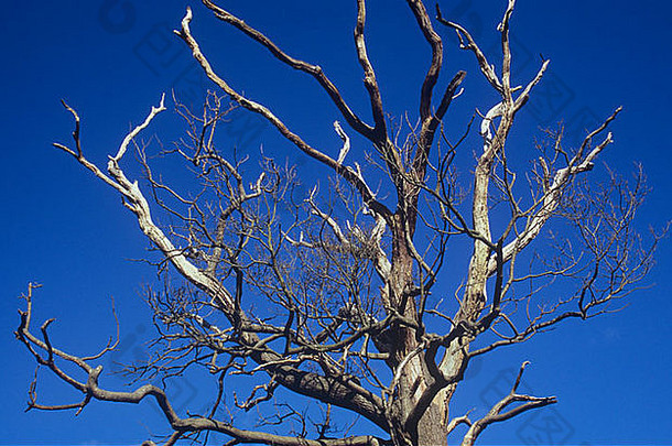 细节上部分死亡英语橡木quercus罗布尔树清晰的深蓝色的天空