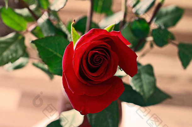 前视图美丽的巴德红色的玫瑰单黑暗红色的Ruby玫瑰木地板上叶子背景关闭视图快乐情人节一天婚礼