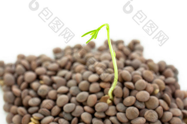 小扁豆植物孤立的白色背景