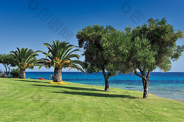 希腊Halkidiki河上的棕榈树和橄榄树