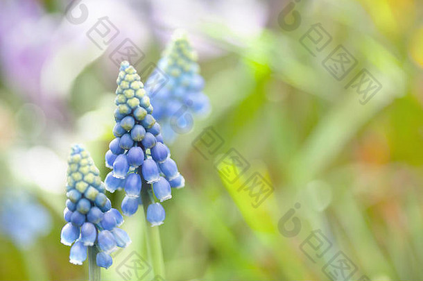 muscari亚美尼亚球根状的植物紫罗兰色的小蓝色的花植物软焦点复制空间