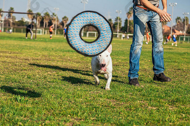 牛梗狗玩甜甜圈形状的豪华的玩具阳光明媚的一天公园