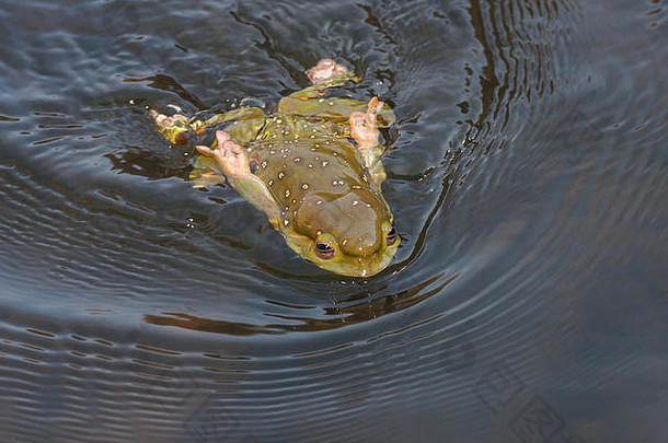 华丽的树青蛙游泳