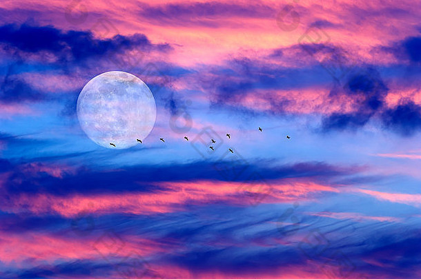 月亮云鸟是蓝色天空上柔和美丽的云景，一群鸟的剪影像明亮的满月一样飞过