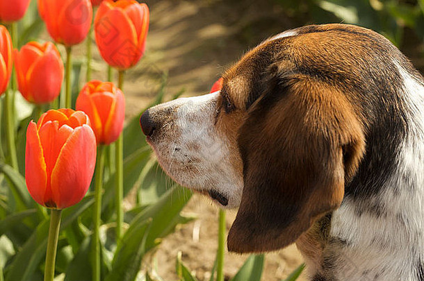 小猎犬嗅着郁金香花