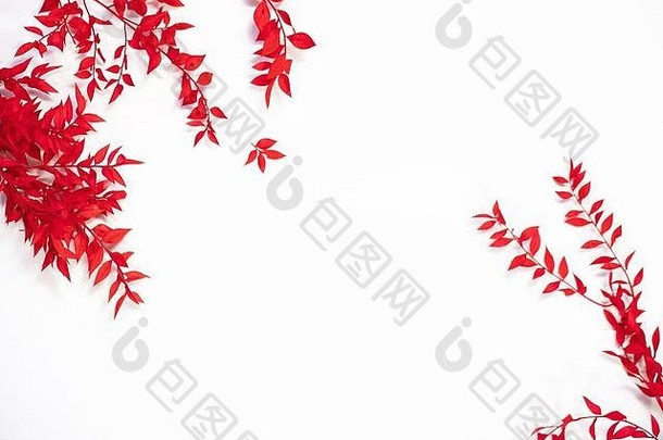框架红色的叶子白色背景平躺前视图