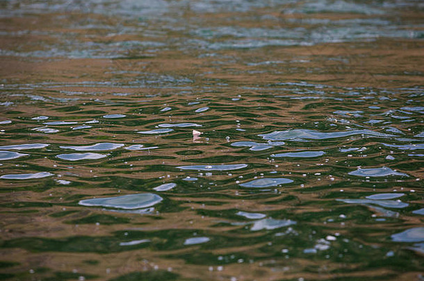 俄勒冈州Deschutes河下游，刺激器干蝇漂浮在水面上，捕猎本地<strong>红边</strong>虹鳟。