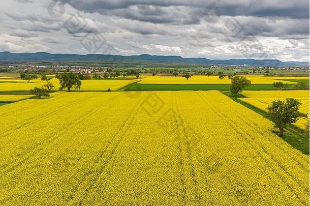 春天，德国一片盛开黄色花朵的色彩斑斓的土地上长满了树木，油菜地上长满了鲜花。鸟瞰图。